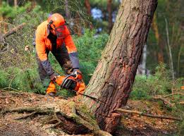 Best Root Management and Removal  in Bonne Terre, MO